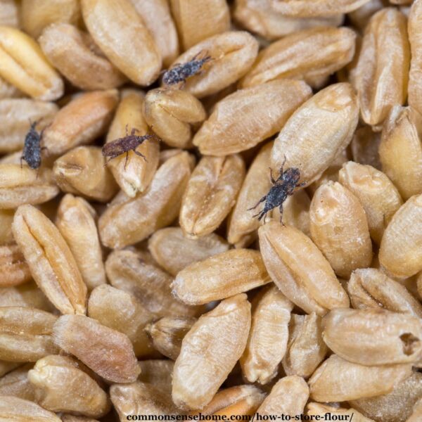 weevils in wheat berries