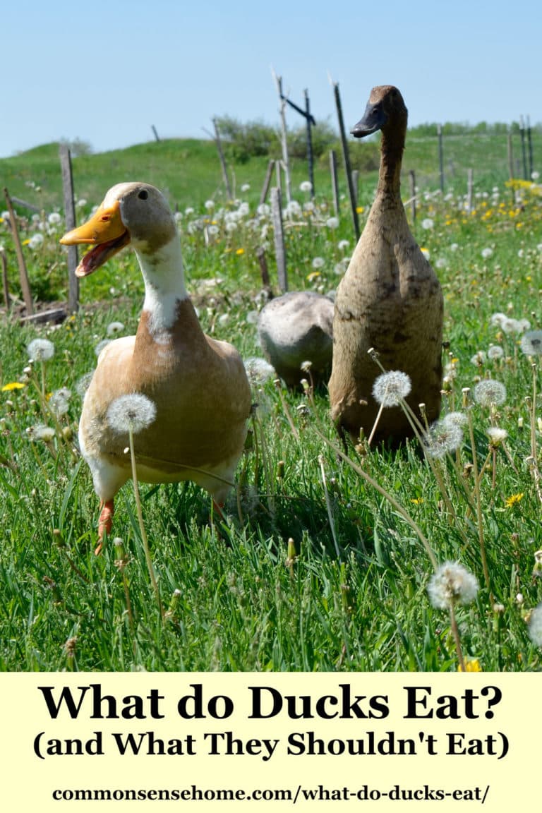 What do Ducks Eat? (and What They Shouldn't Eat)