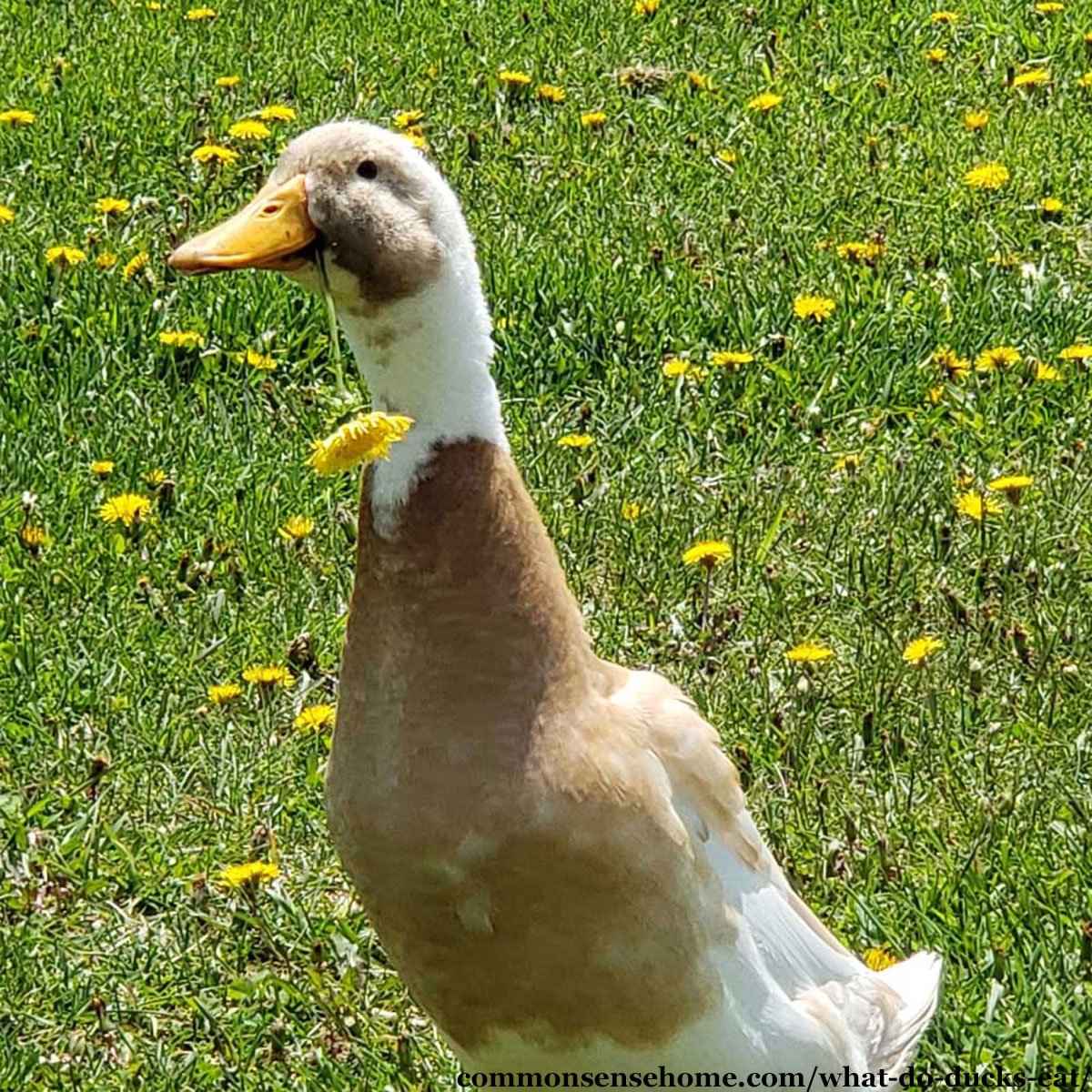 duck eating dandelion