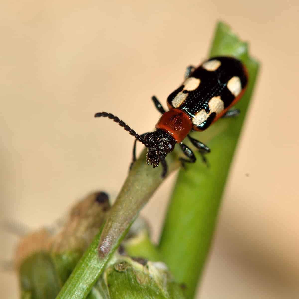 Asparagus-beetle (Crioceris-asparagi) on damaged plant