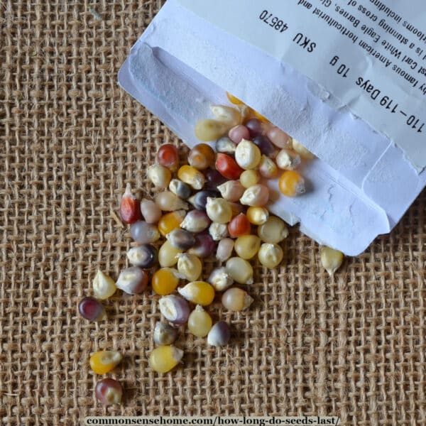 glass gem heirloom corn seeds