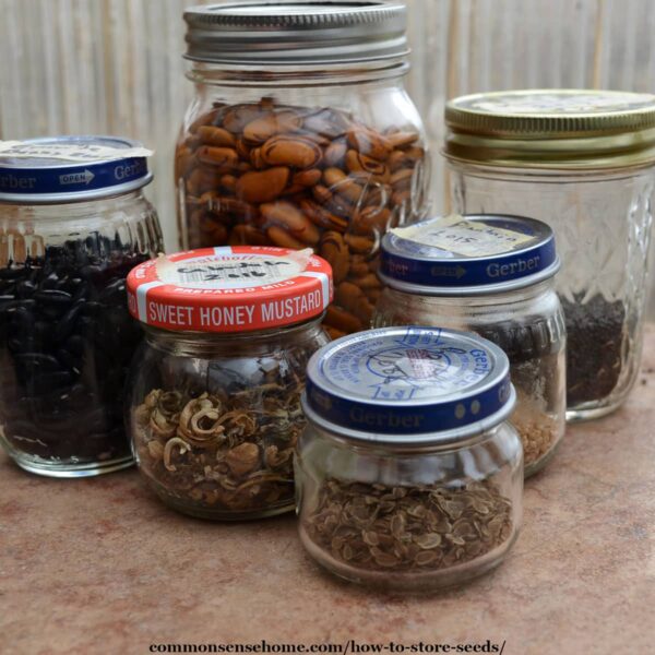 stored seeds in glass jars