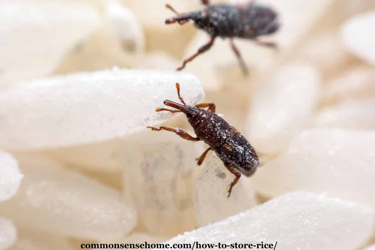 rice weevils