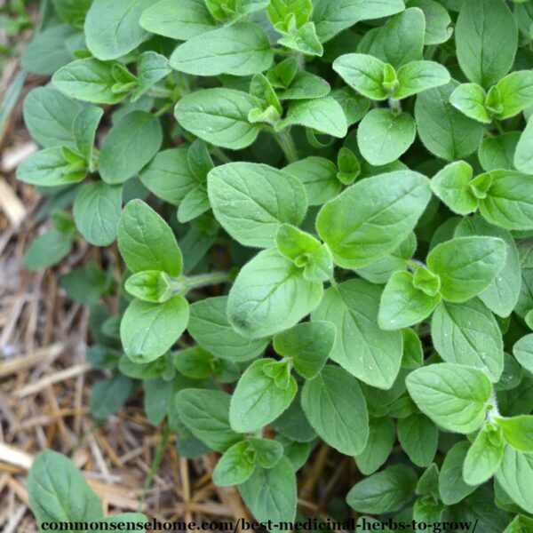 best medicinal herb to grow - oregano