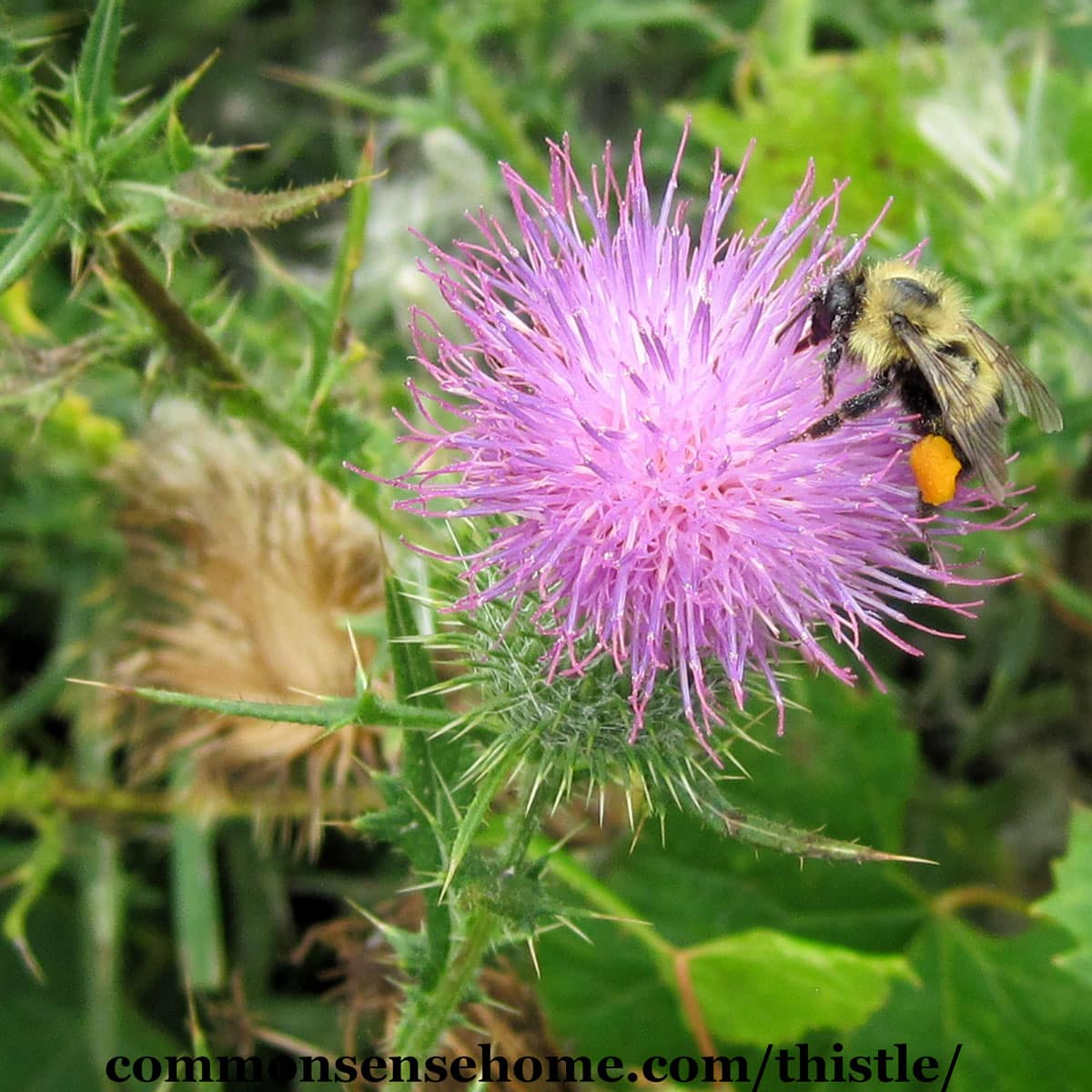 bull thistle flower with bumblebee