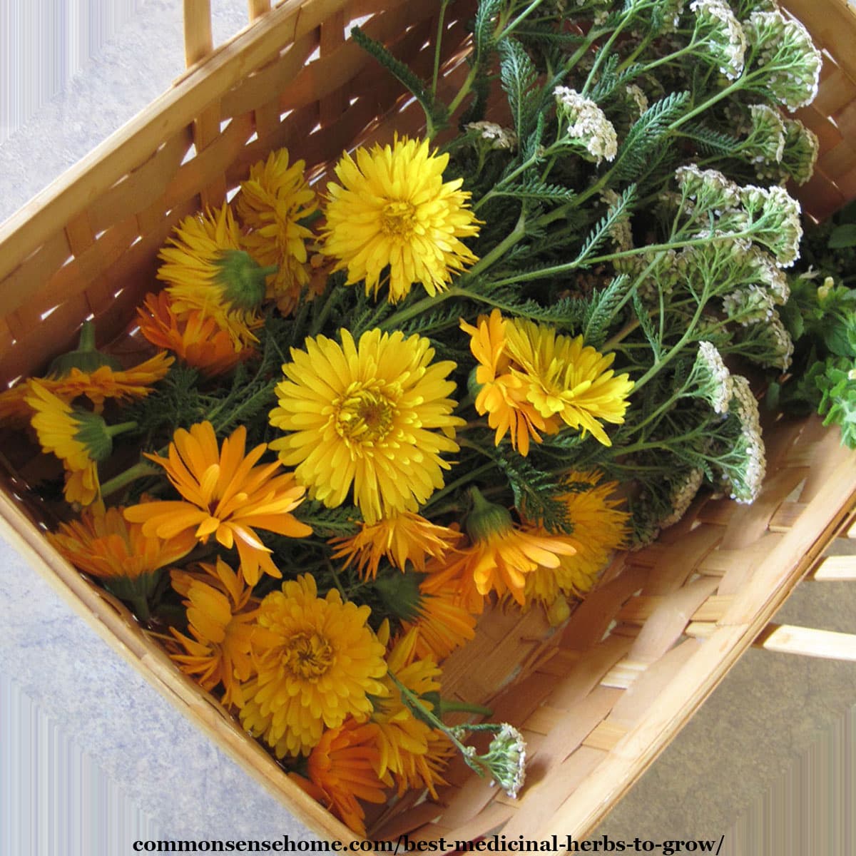 calendula and yarrow