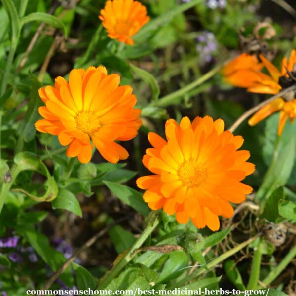 calendula flowers