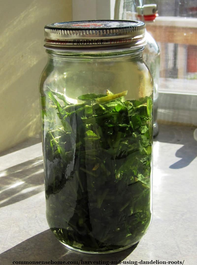 dandelion leaf infusion