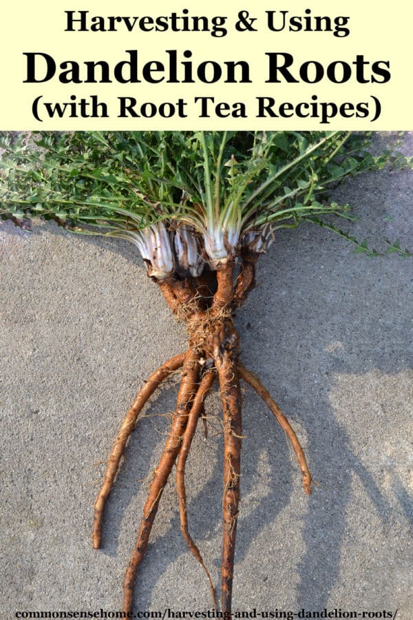 Harvesting and Using Dandelion Roots (with Root Tea Recipes)