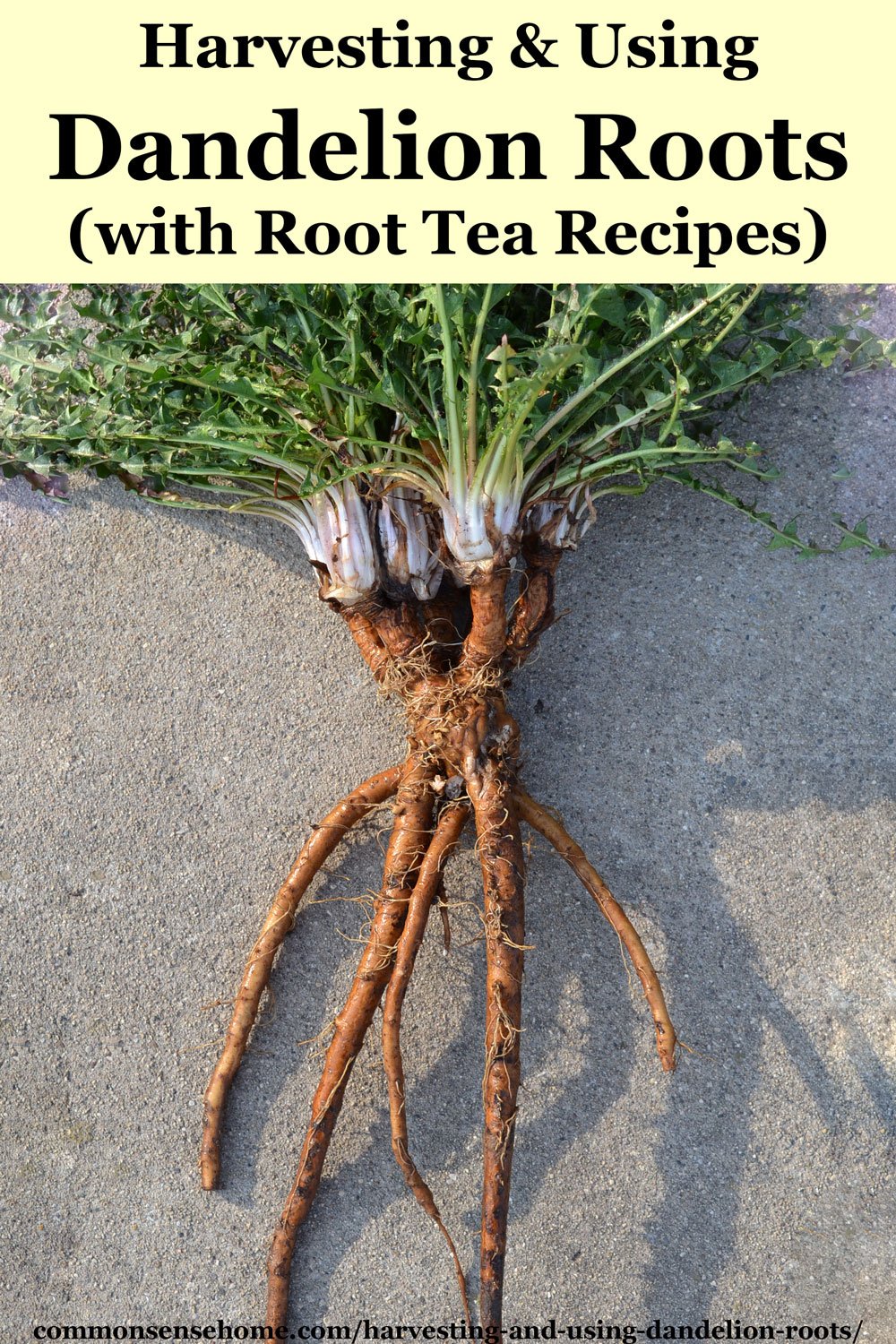 Harvesting and Using Dandelion Roots (with Root Tea Recipes)