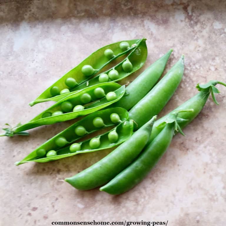 Growing Peas – From Planting to Harvest, What You Need to Know