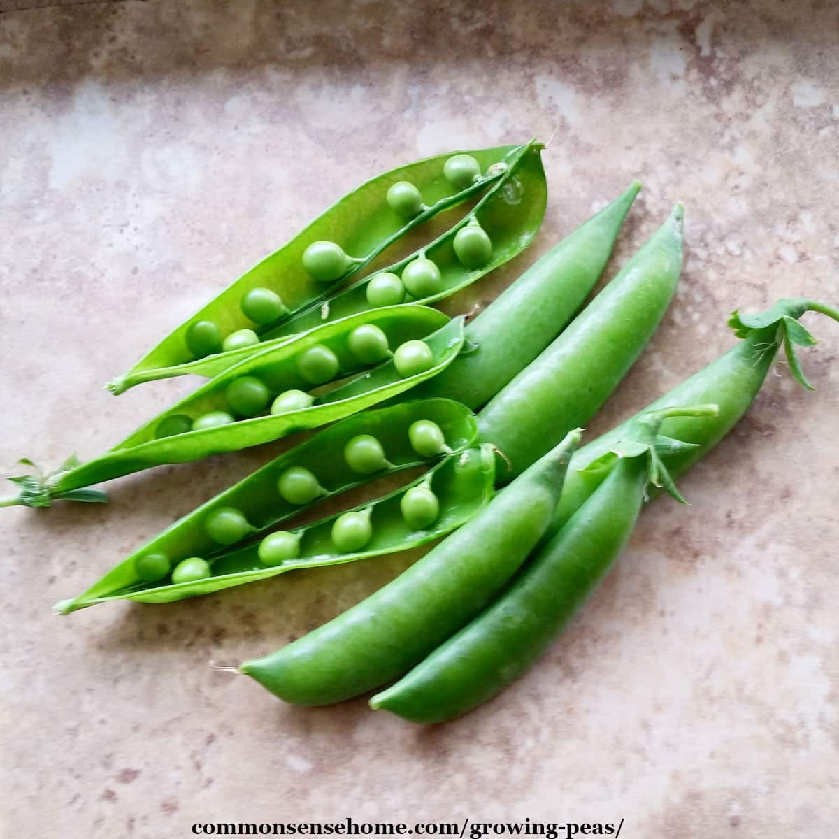 homegrown peas