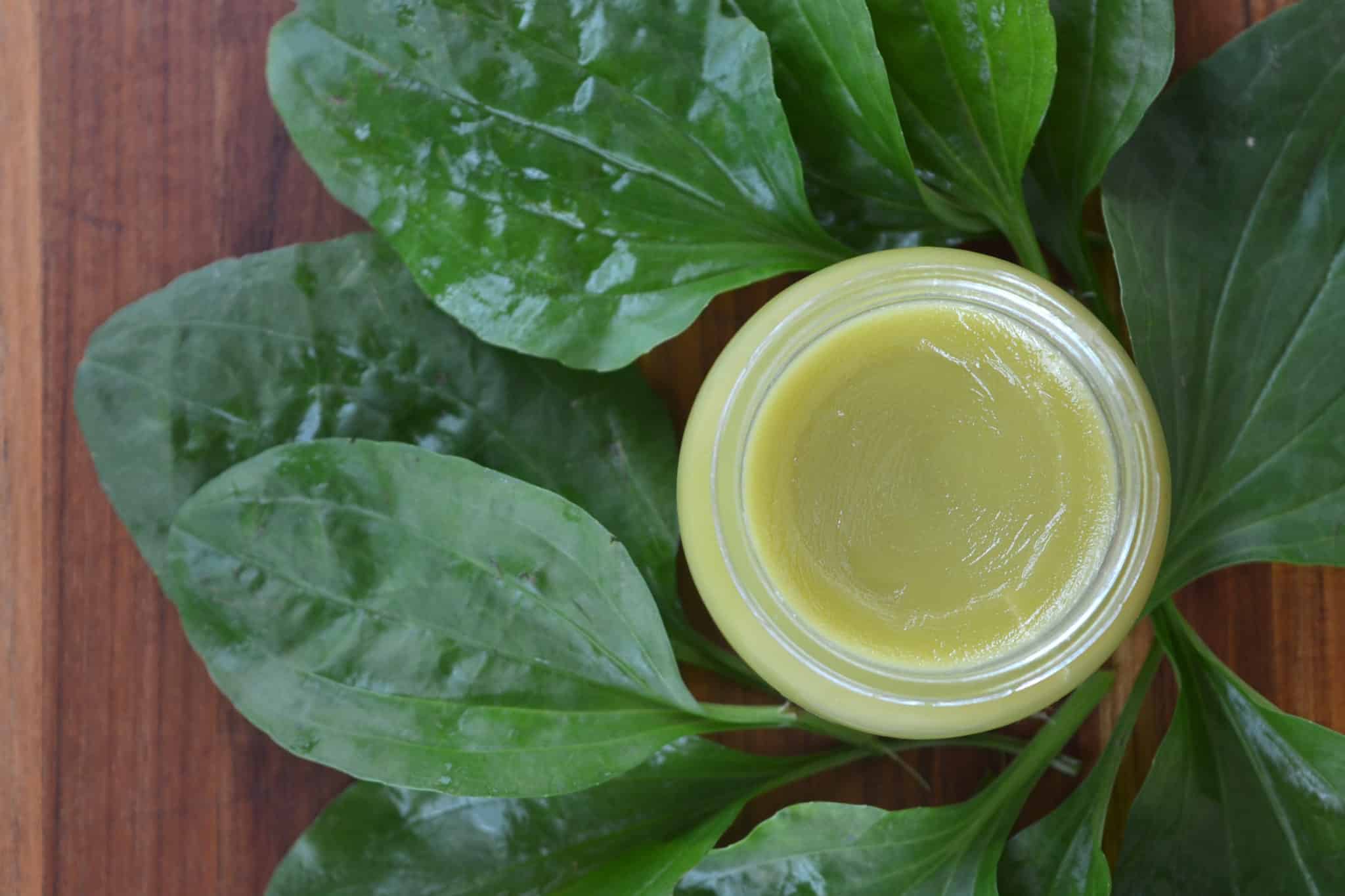 plantain salve and leaves