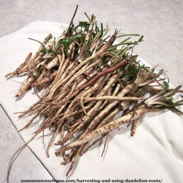 pile of dandelion roots