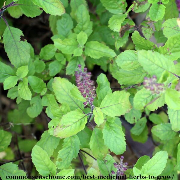 tulsi - holy basil