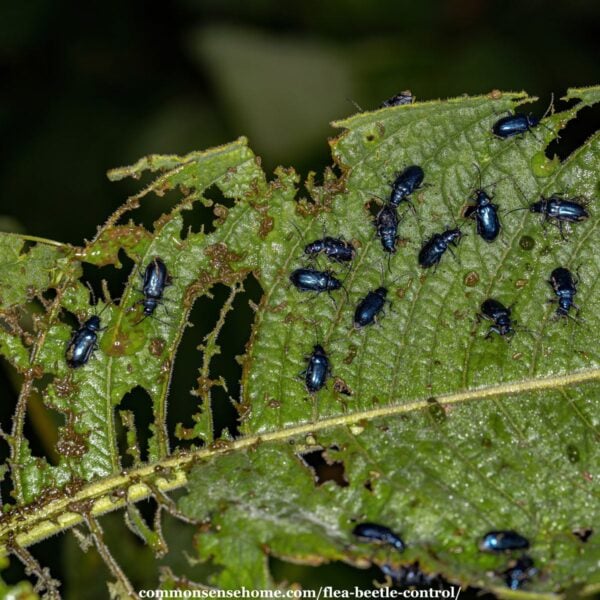 pepper plant chewed up by flea beetles