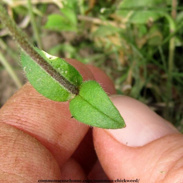 close up of chickweed leaves