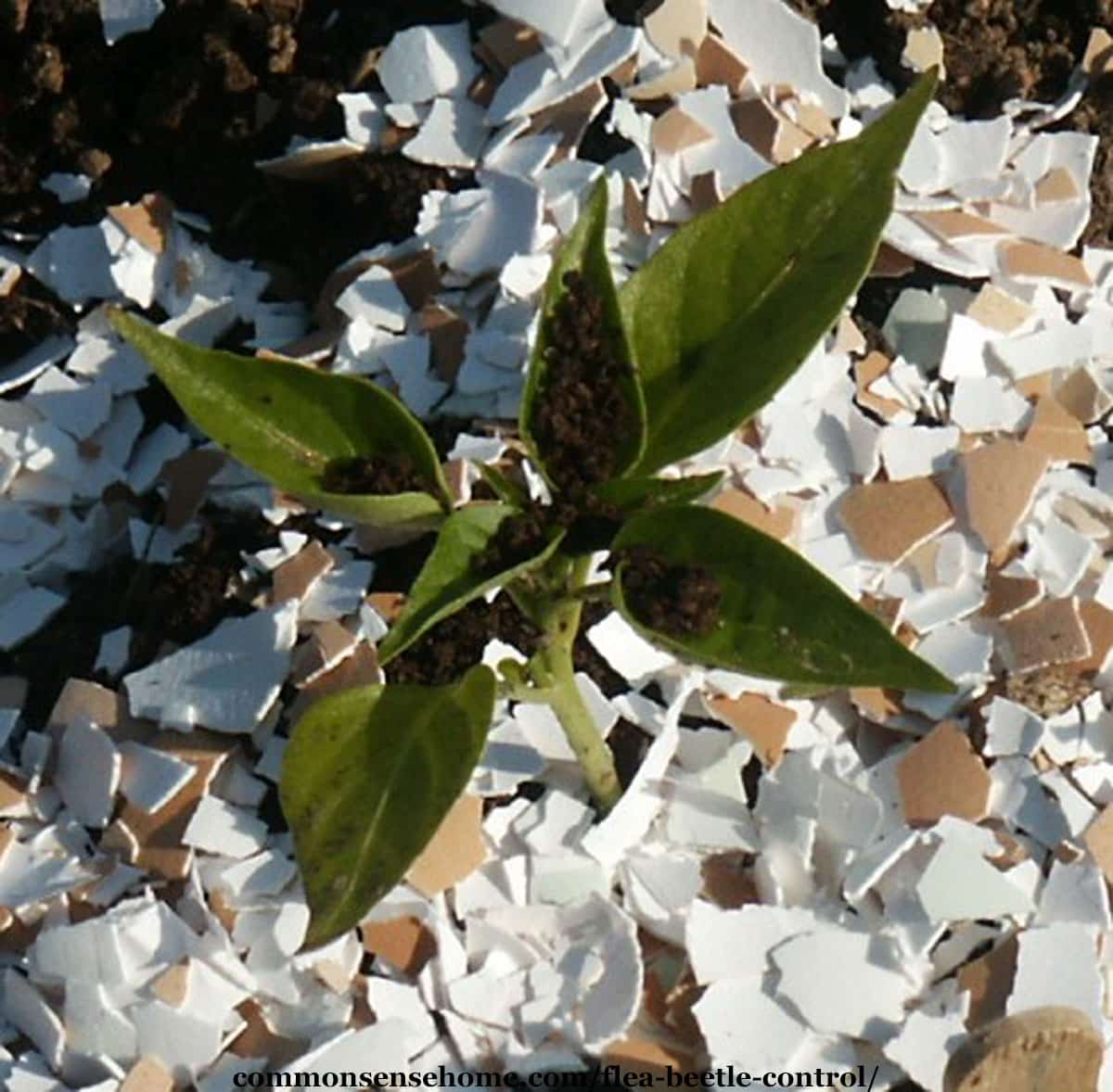 pepper plant saved from flea beetles by coffee grounds