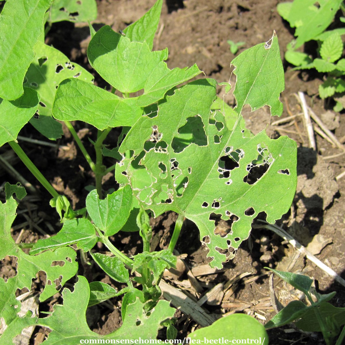 pepper plant chewed up by flea beetles