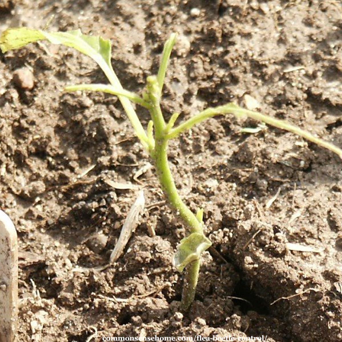 pepper plant chewed up by flea beetles