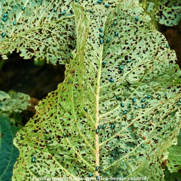 flea beetles on a flew beetle damaged leaf