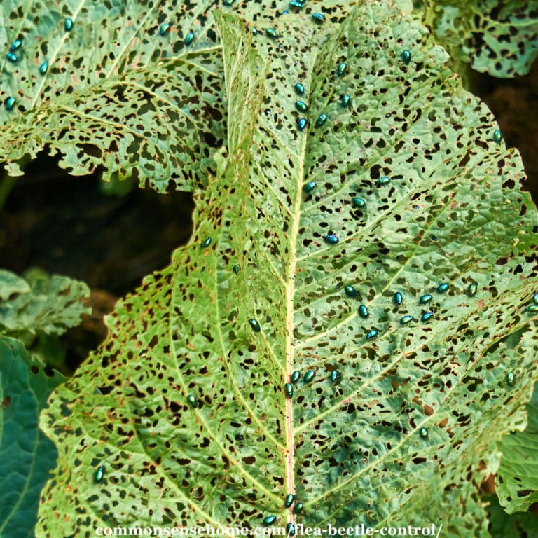 Flea Beetle Control (with Tips for Saving Damaged Plants)