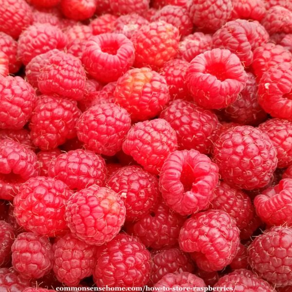fresh red raspberries