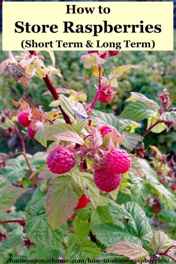 text at top "How to Store Raspberries (Short Term & Long Term)" with red raspberries on plant below