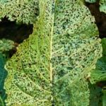 leaf chewed up by lea beetles, covered in flea beetles