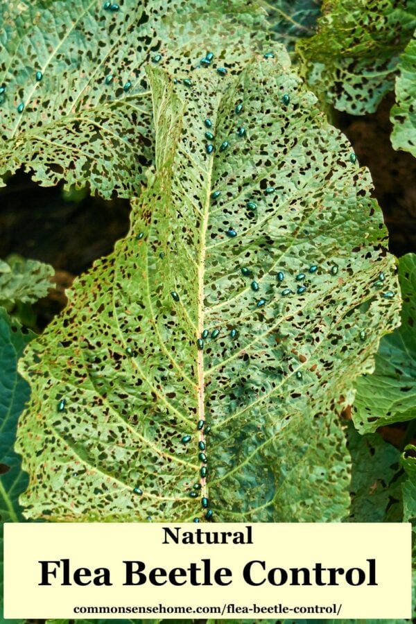 leaf chewed up by lea beetles, covered in flea beetles