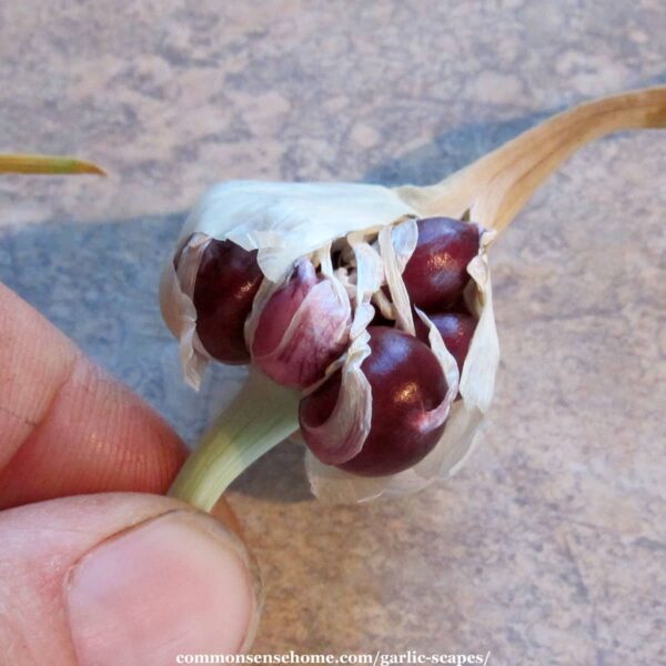 garlic mini bulbs