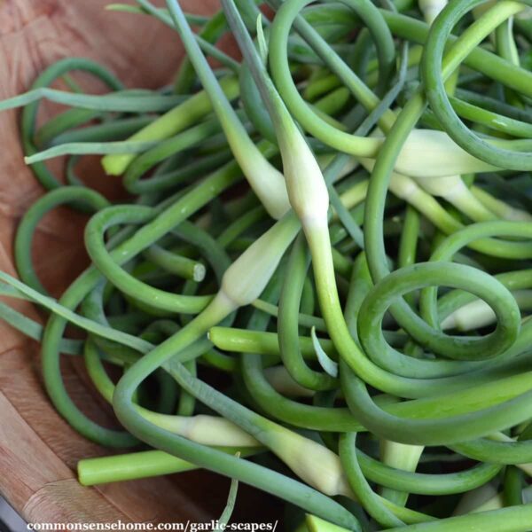 Growing Garlic Scapes: What Is A Garlic Scape And How To Harvest Them