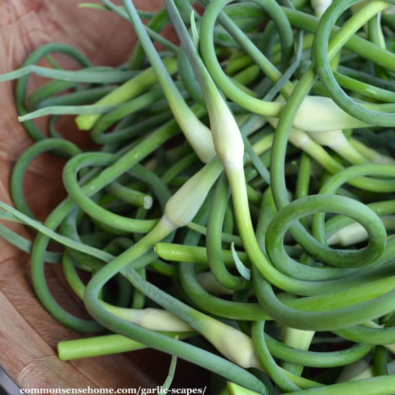Garlic Scapes (Tips for Harvest & Use)