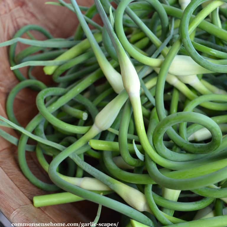 garlic scapes