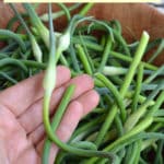 garlic scapes tips for harvest and use