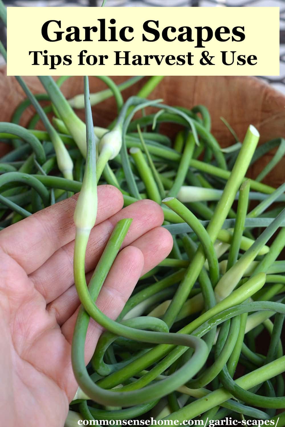 garlic scapes tips for harvest and use