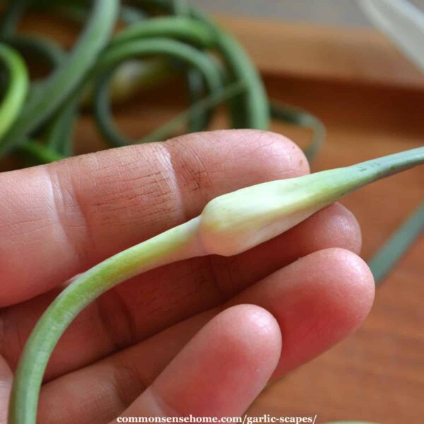 garlic umbel - false seedhead