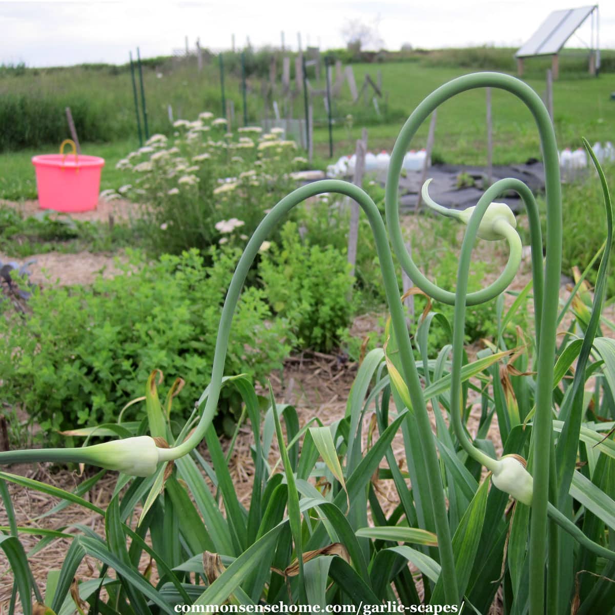 scapes in the garden