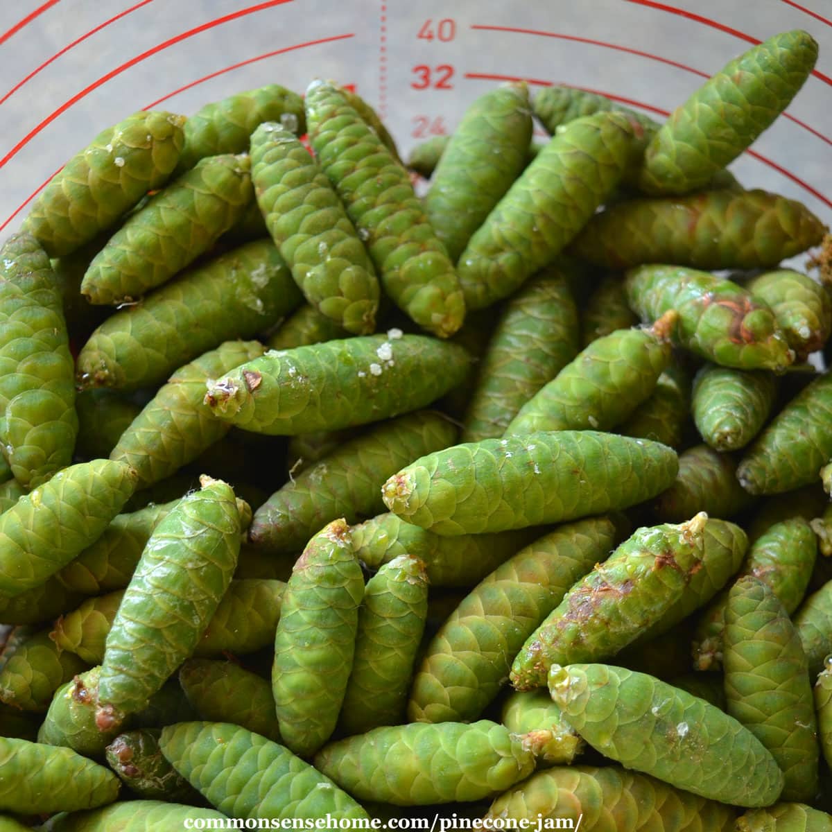 small green cones