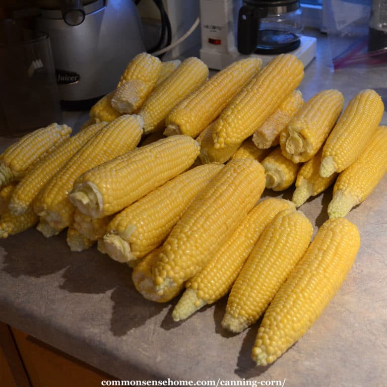 canning-corn-raw-pack-hot-pack-cream-style