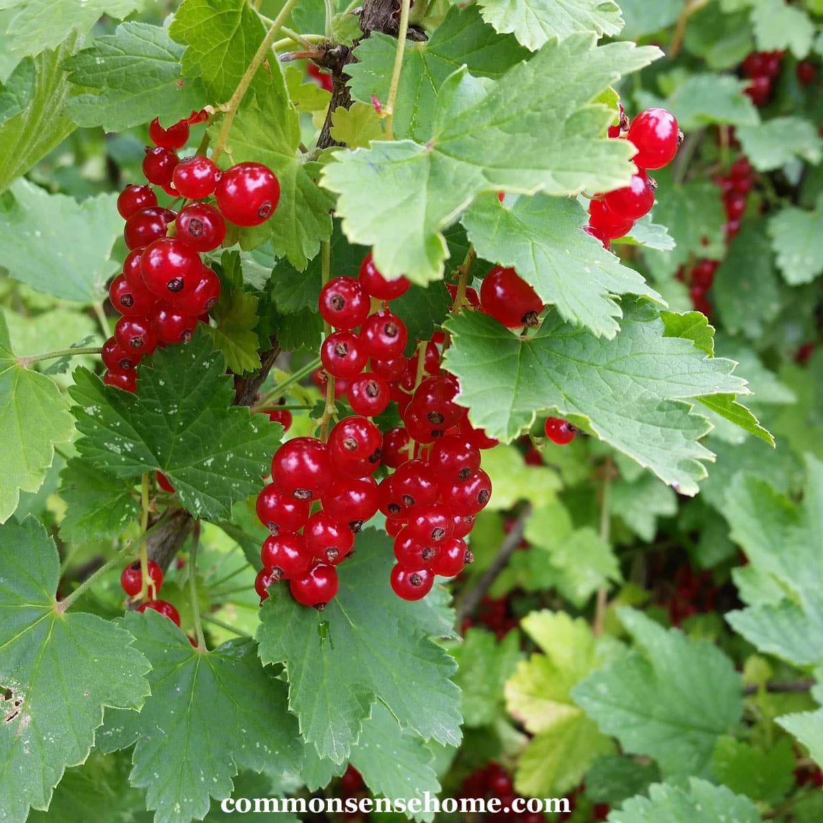 red currants