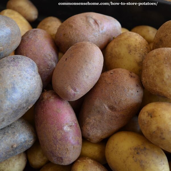 potatoes ready for storage