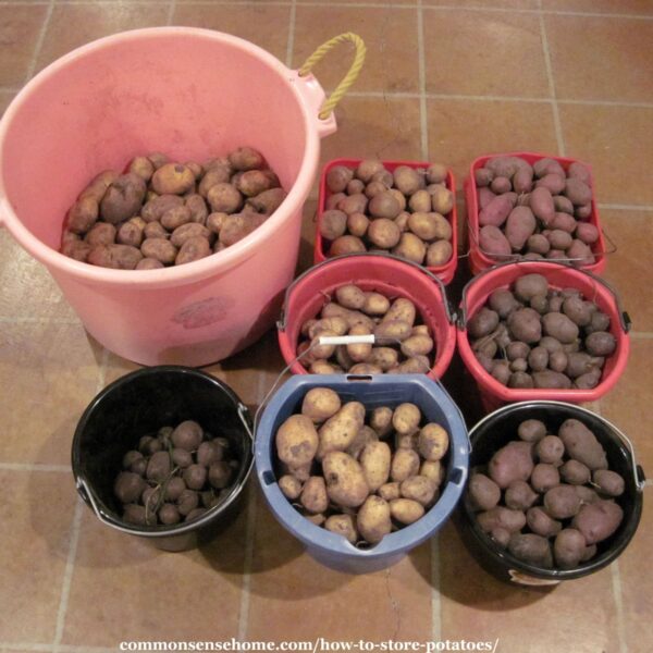 buckets of freshly harvested potatoes