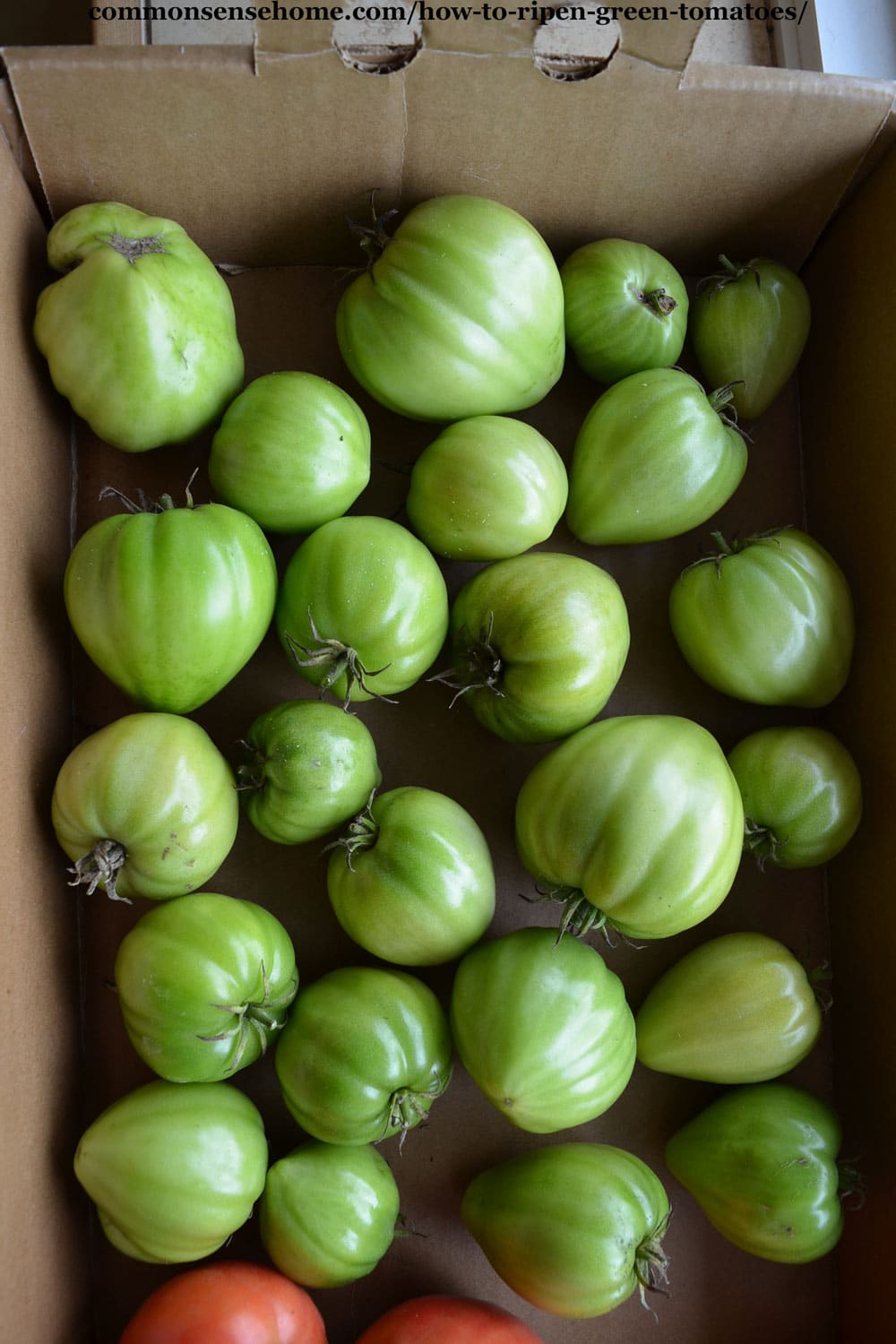 box of green tomatoes