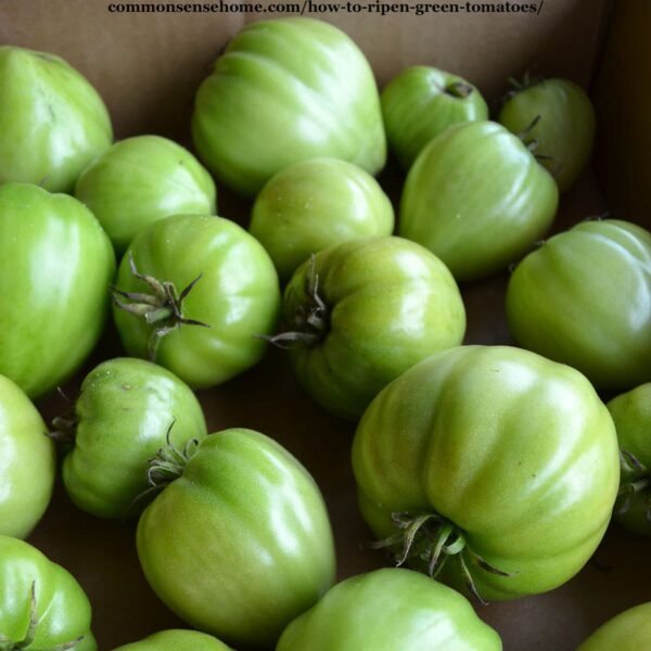 green tomatoes in bin