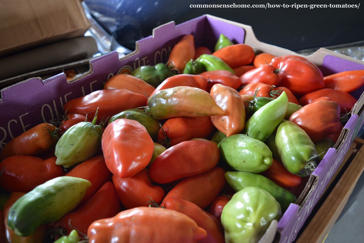 mix of ripe and unripe tomatoes