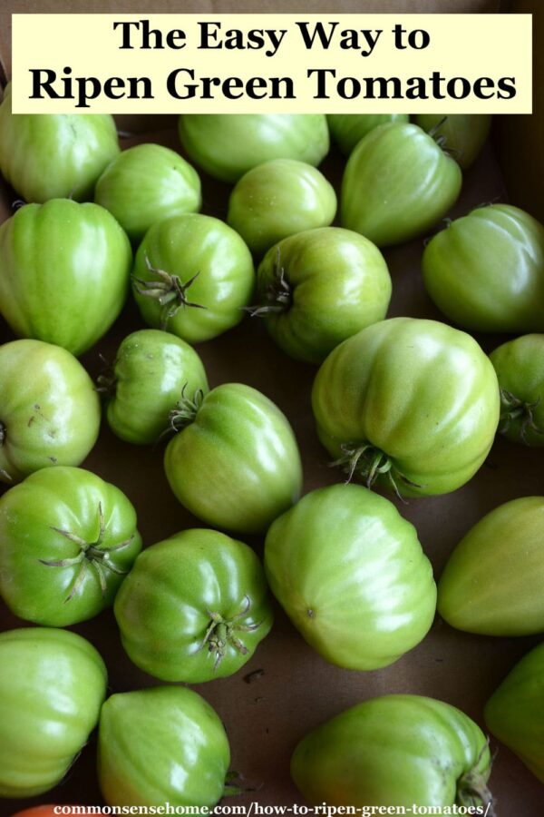 The Easy Way to Ripen Green Tomatoes