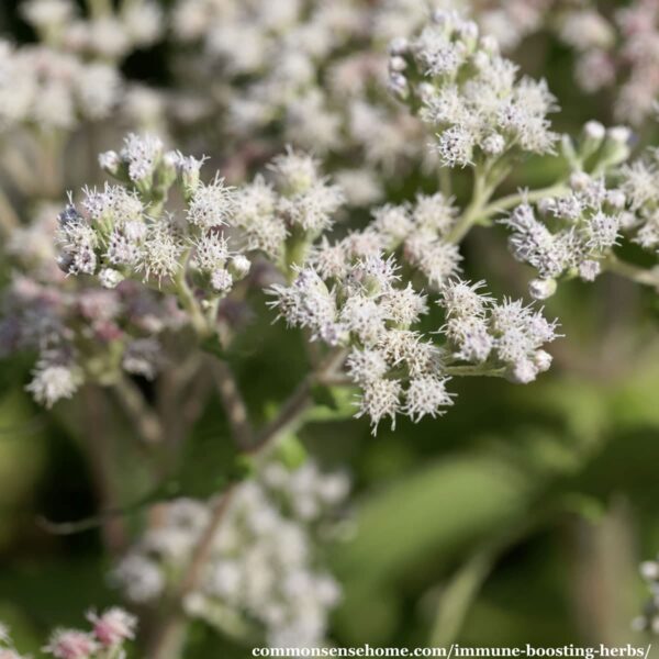 Boneset (Eupatorium perfoliatum) flowers