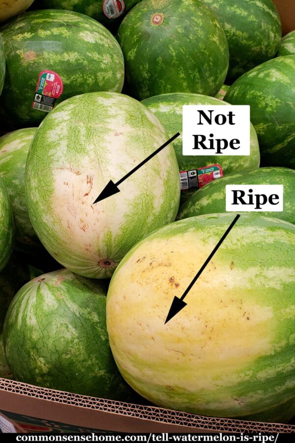 comparison of field spots on ripe and unripe melons