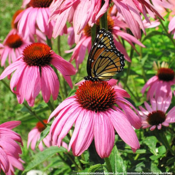 Purple Coneflower with monarch butterfly